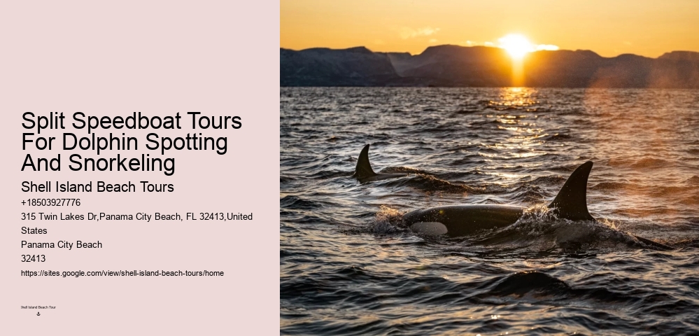 Dolphin Tours Redington Beach Fl