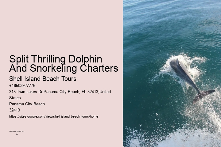 Snorkeling And Dolphin Charters In Split