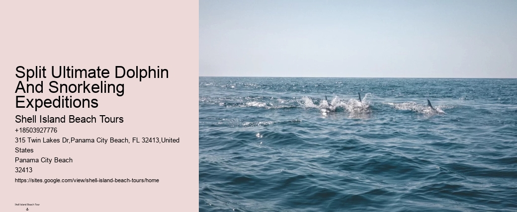 Dolphin Snorkeling Cruise