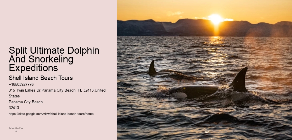 Split Boat Tours With Dolphin Watching