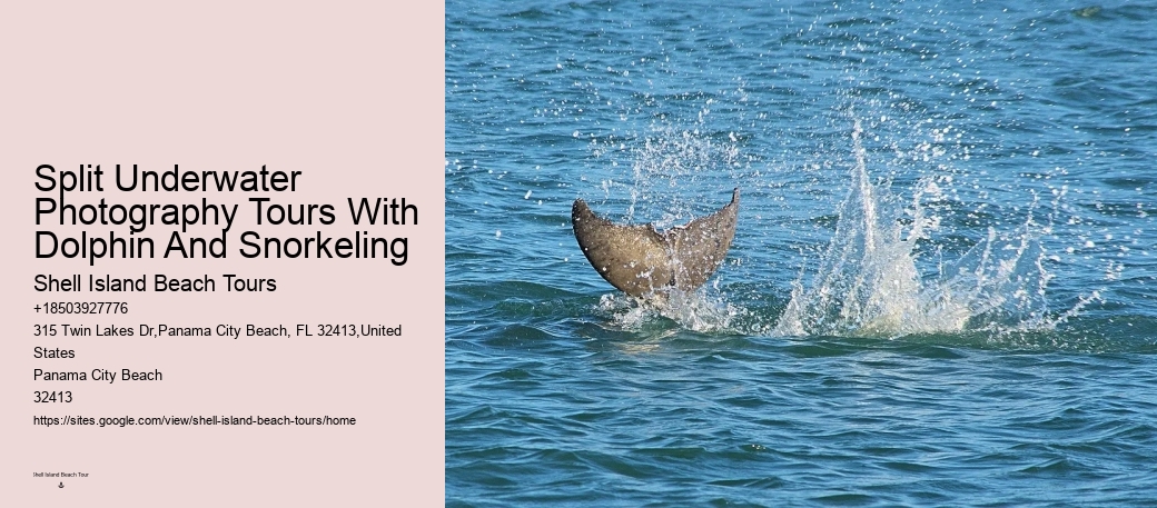 Do Dolphins Use 100% Of Their Brain