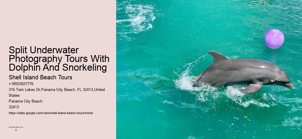 Top 6 Dolphin & Snorkeling Tours In Panama City Beach
