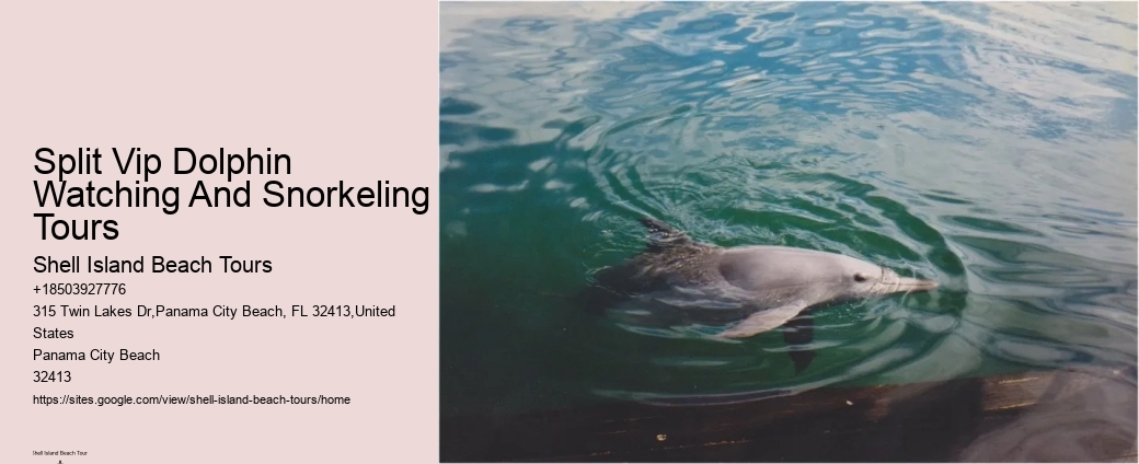 This Is How Dolphins 'see' Humans With Echolocation