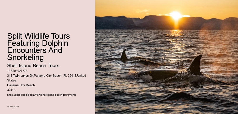 Are Panama City Beach dolphin tours environmentally friendly