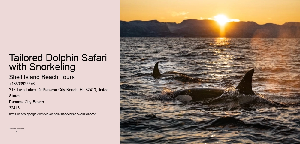 Must-haves For Your Dolphin Cruise