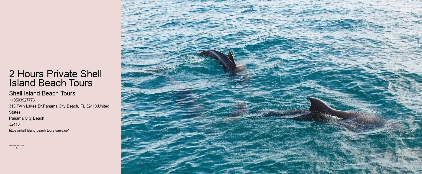 What Is The Difference Between Dolphin Encounter And Dolphin Swim