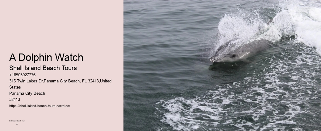 What Time Of Day Are Dolphins Most Active