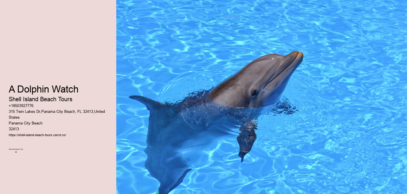 A Dolphin Watch