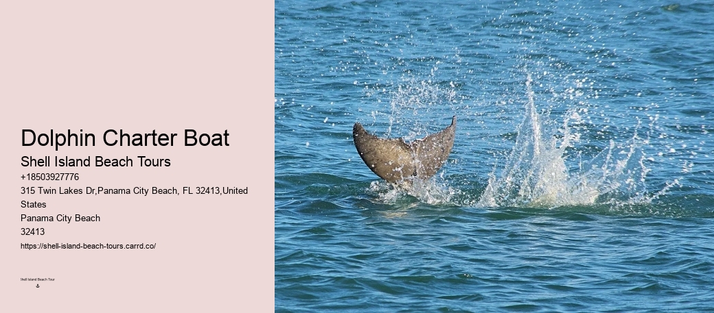 Are Dolphins Very Aggressive