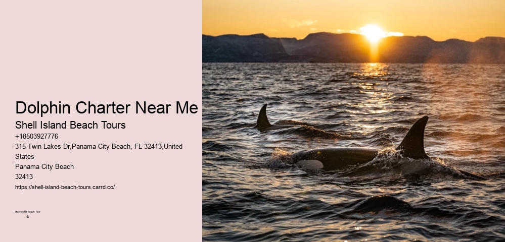 Split Full-day Dolphin Watching And Snorkeling Tours