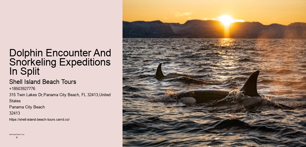 Dolphin Tours In Panama City Florida