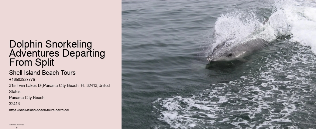 Panama City Beach dolphin sightseeing tours