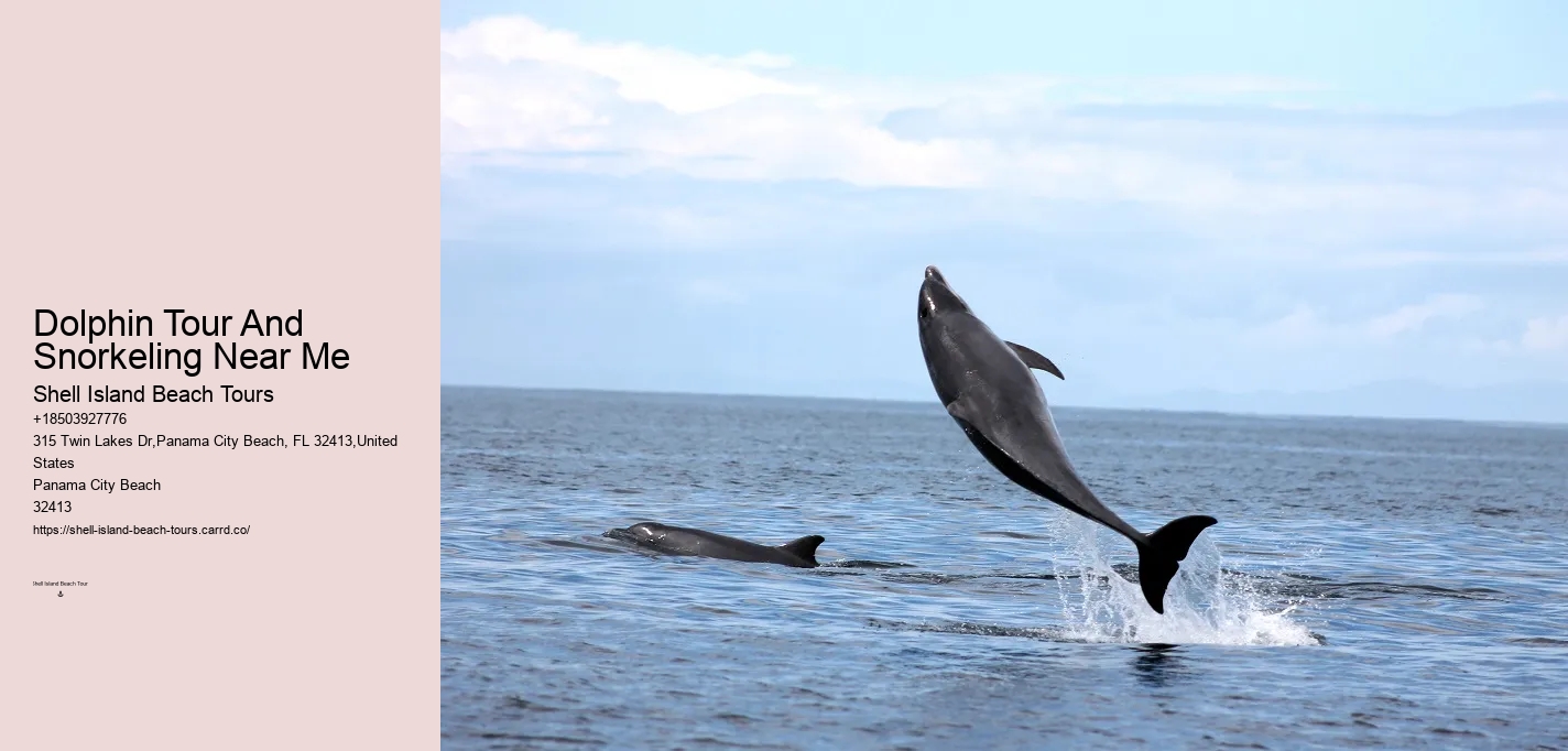 Dolphin watching adventures in Panama City Beach