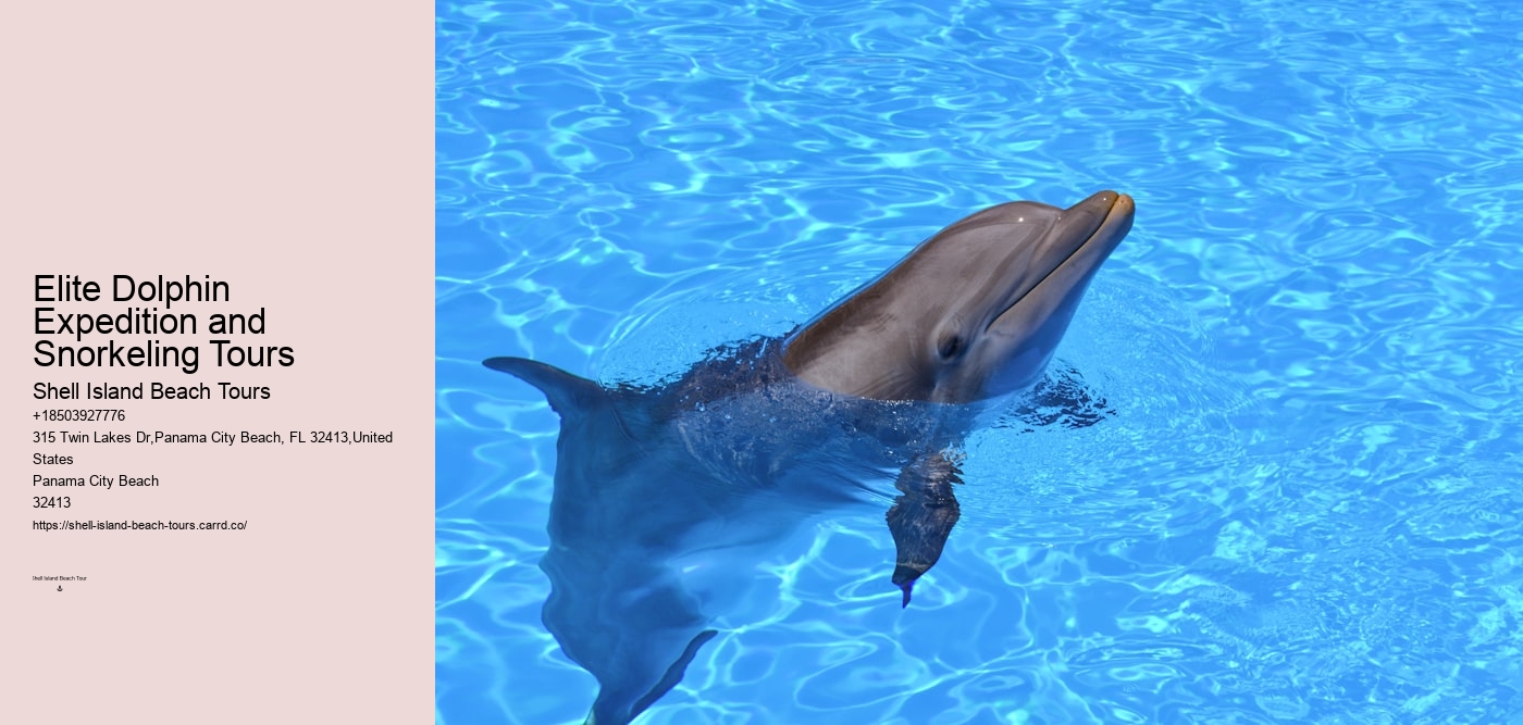 Elite Dolphin Expedition and Snorkeling Tours
