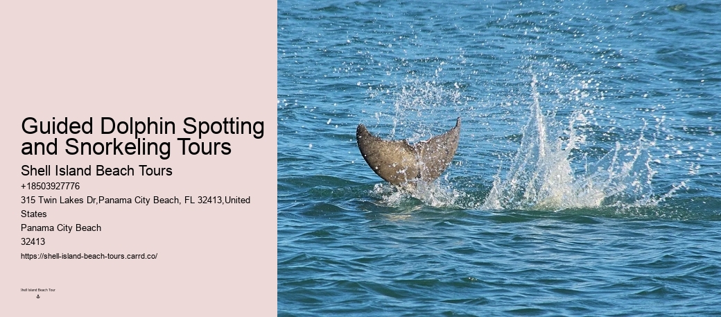 Dolphin Charter Boat