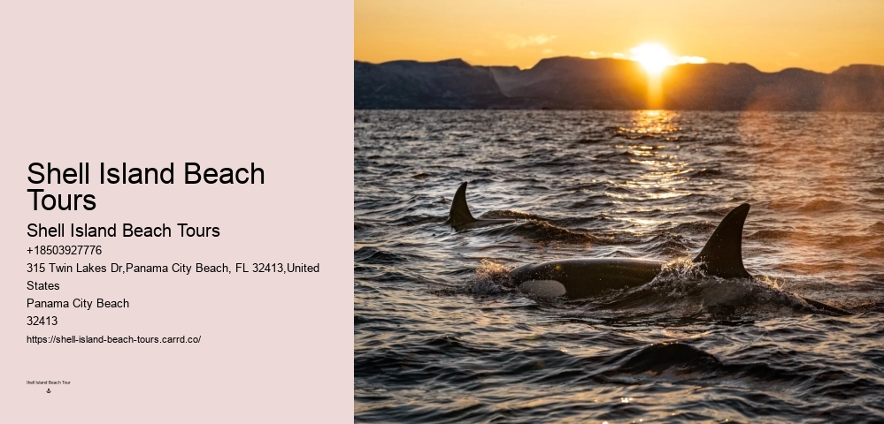 Split Bespoke Snorkeling And Dolphin Itineraries
