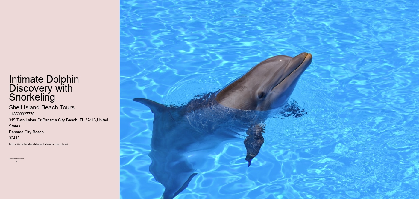 Intimate Dolphin Discovery with Snorkeling