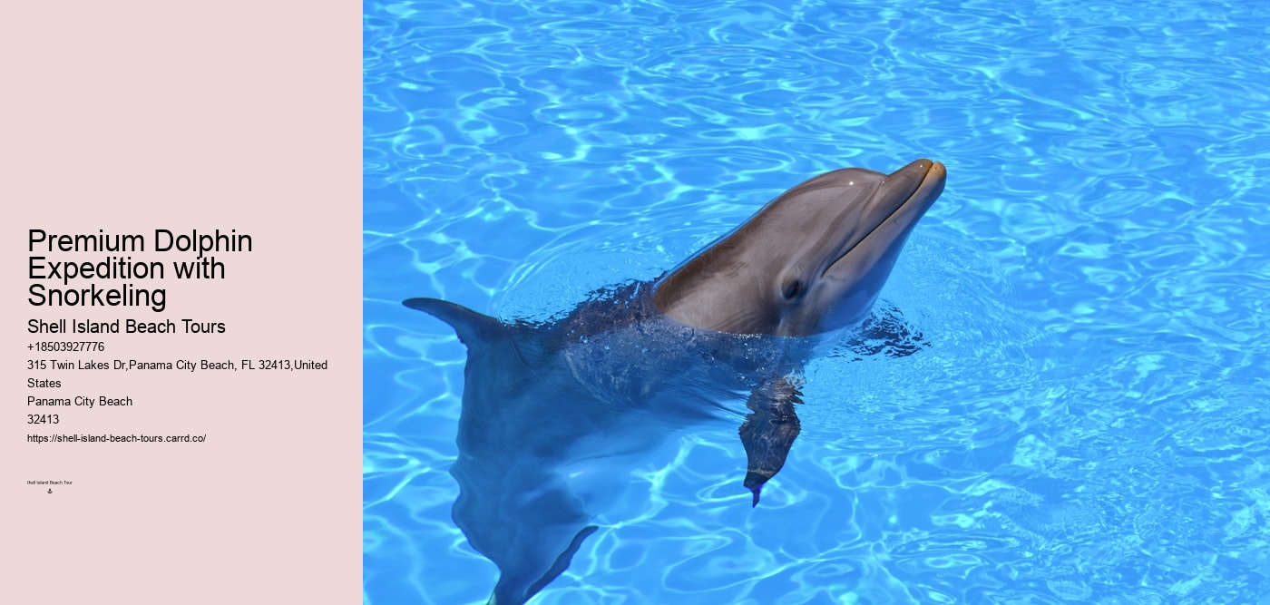 Premium Dolphin Expedition with Snorkeling