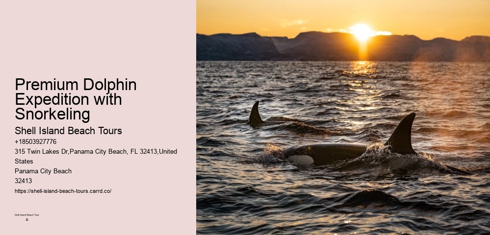 Salty Fins Dolphin And Snorkeling Tours