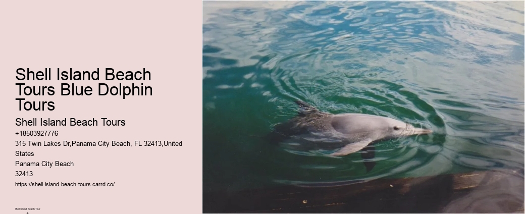 Guidelines For Interaction With Wild Dolphins In Florida