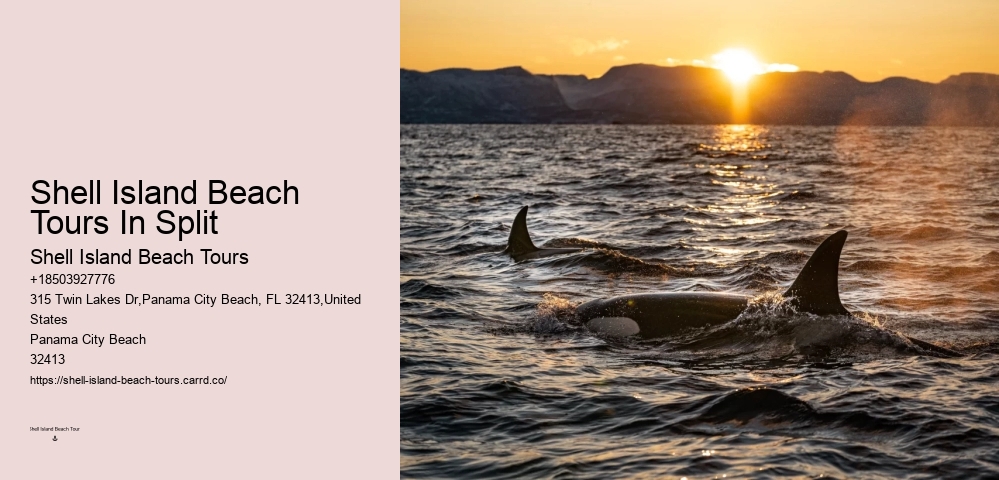 What Is The Most Friendly Dolphin In The World