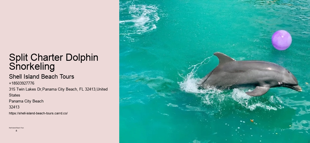 What is the average group size on a dolphin tour in Panama City Beach