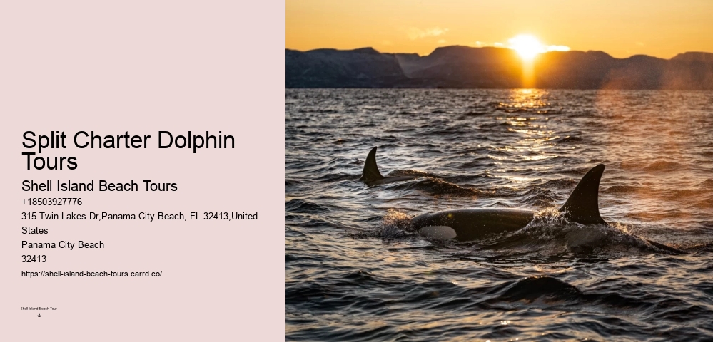 Dolphins Are Bullies: 7 Shocking Reasons Why