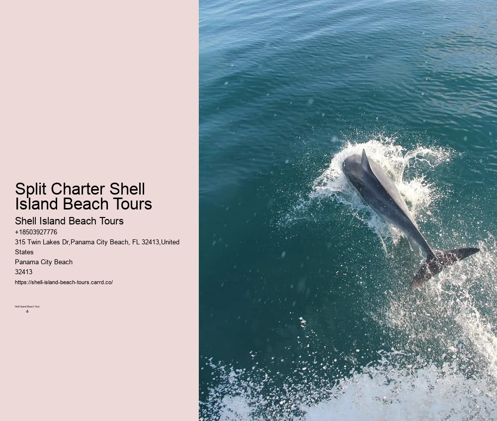 Tailored Dolphin Watching and Snorkeling Expeditions