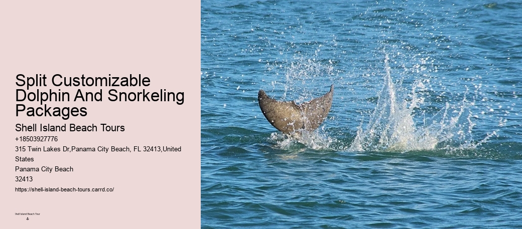 Panama City Beach Swim With Dolphins