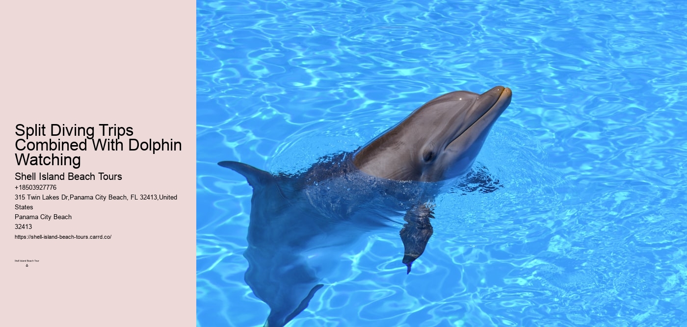 Split Diving Trips Combined With Dolphin Watching
