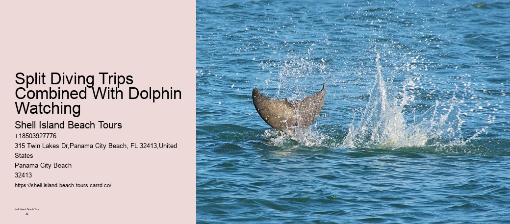 How Much Does It Cost To Swim With Dolphins In Panama City