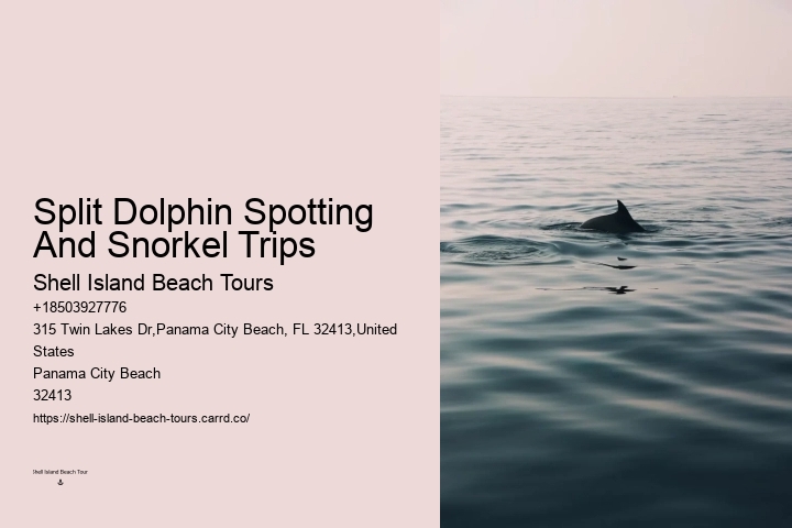 PCB Dolphin Tours