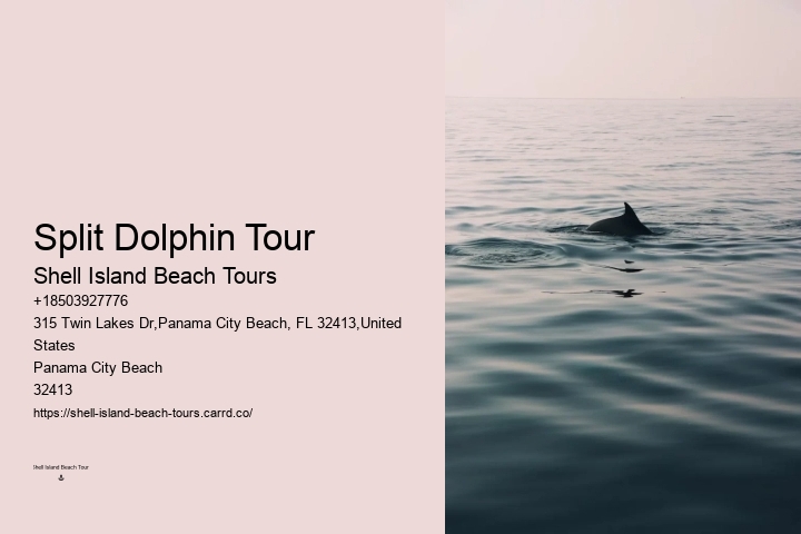 How Much Does It Cost To Swim With The Dolphins At Dolphin Cove
