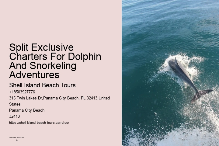 Yacht Dolphin Tours
