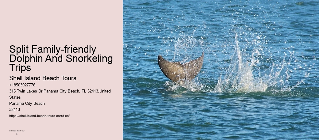 Which Beach Has The Most Dolphins