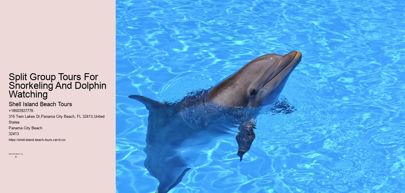 Split Group Tours For Snorkeling And Dolphin Watching