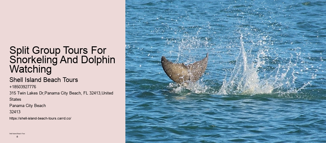 Are there any specific clothing recommendations for the dolphin tour