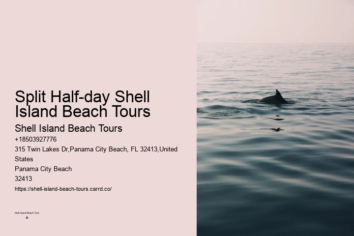 Intimate Dolphin Swim and Snorkeling