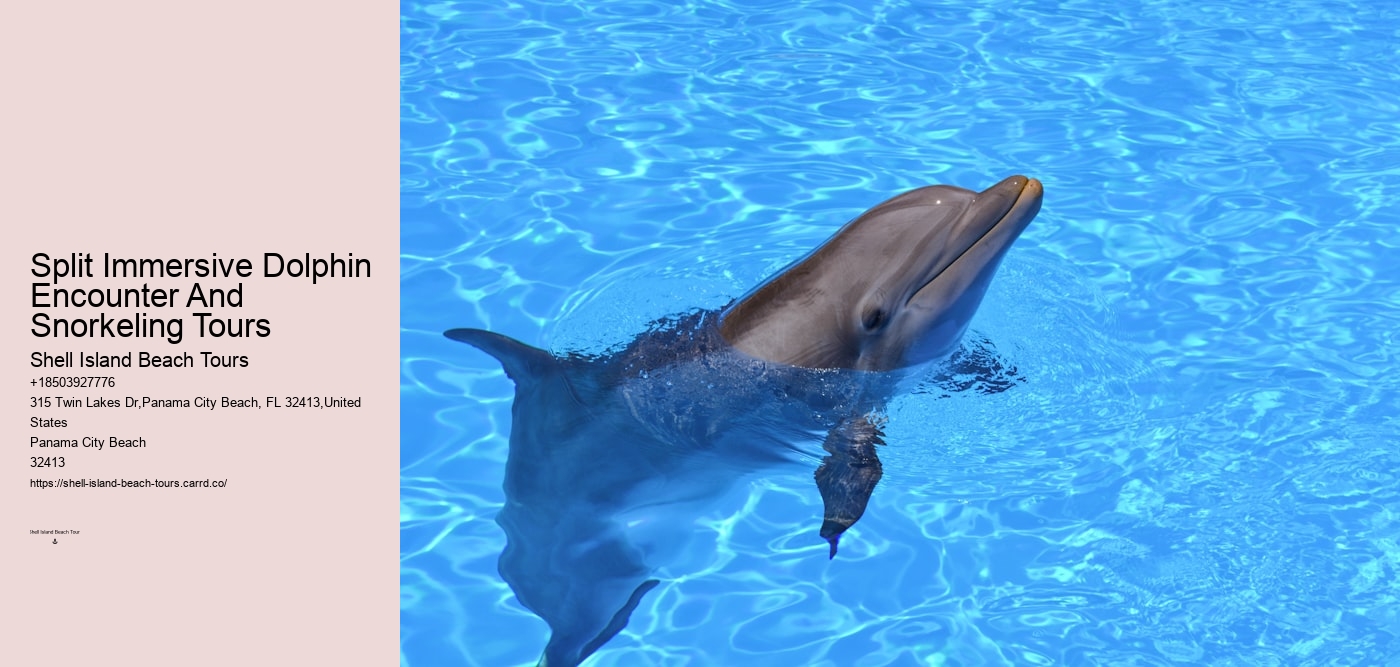Split Immersive Dolphin Encounter And Snorkeling Tours