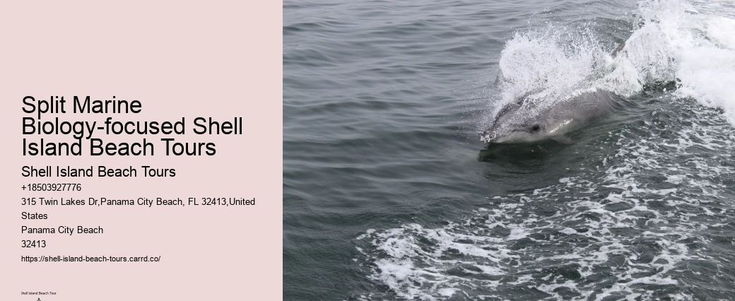 Dolphin Watching And Snorkeling Adventures In Split