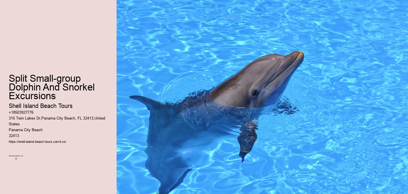 Split Small-group Dolphin And Snorkel Excursions