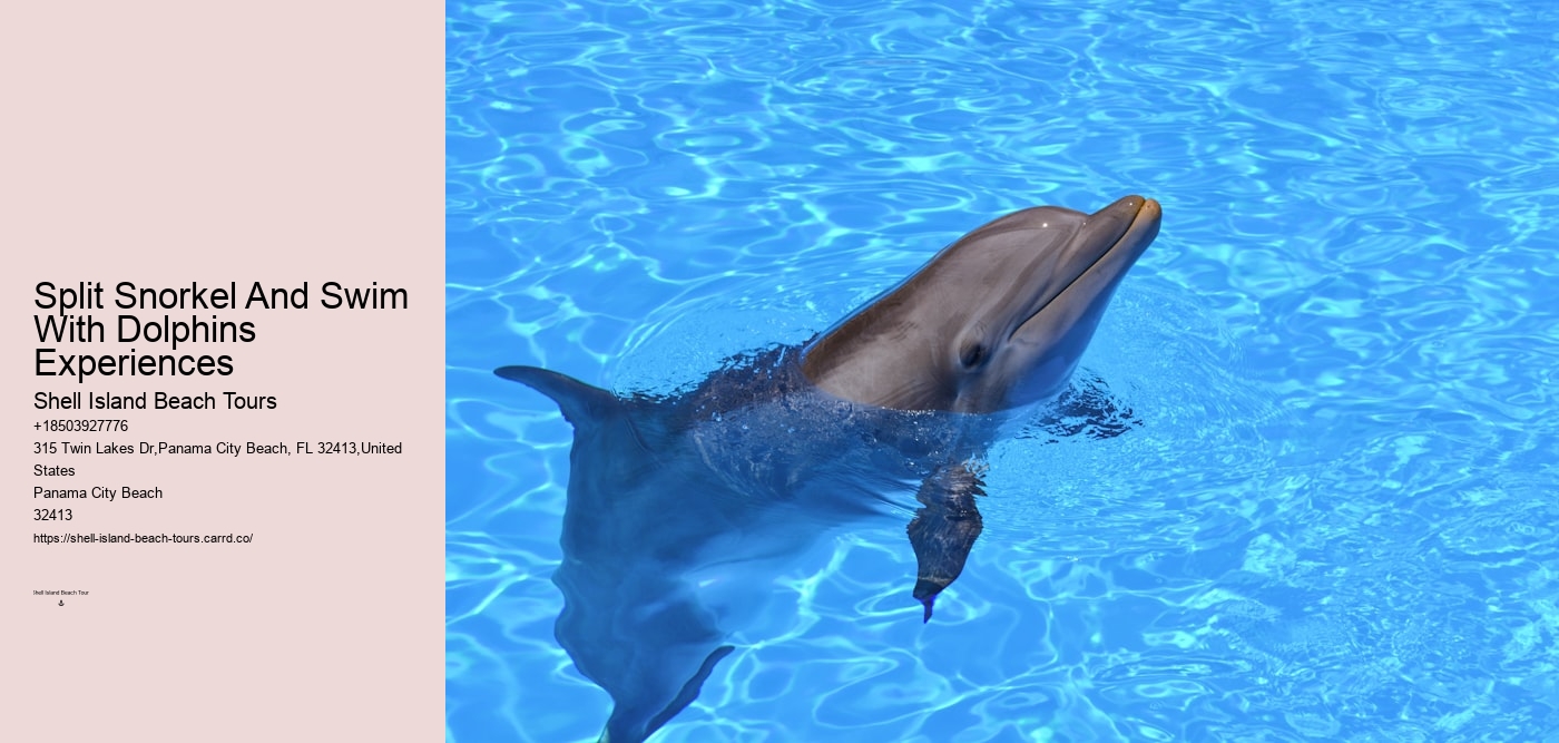 Split Snorkel And Swim With Dolphins Experiences