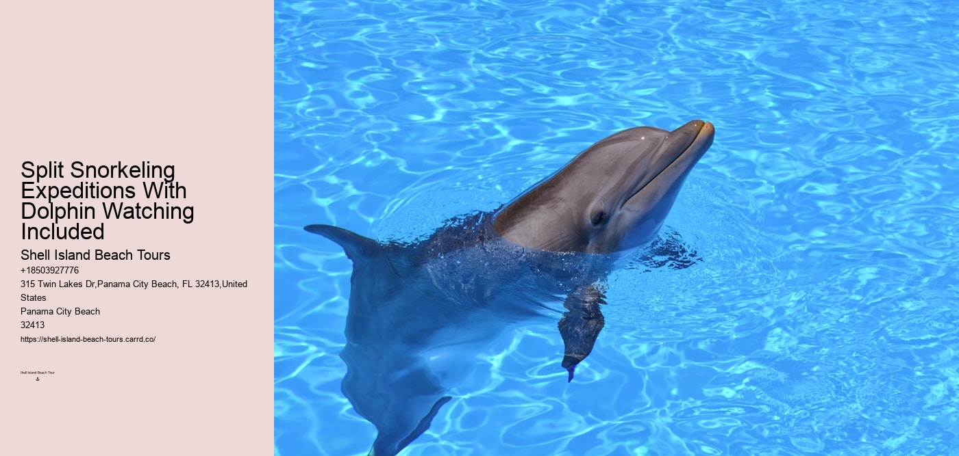 Split Snorkeling Expeditions With Dolphin Watching Included