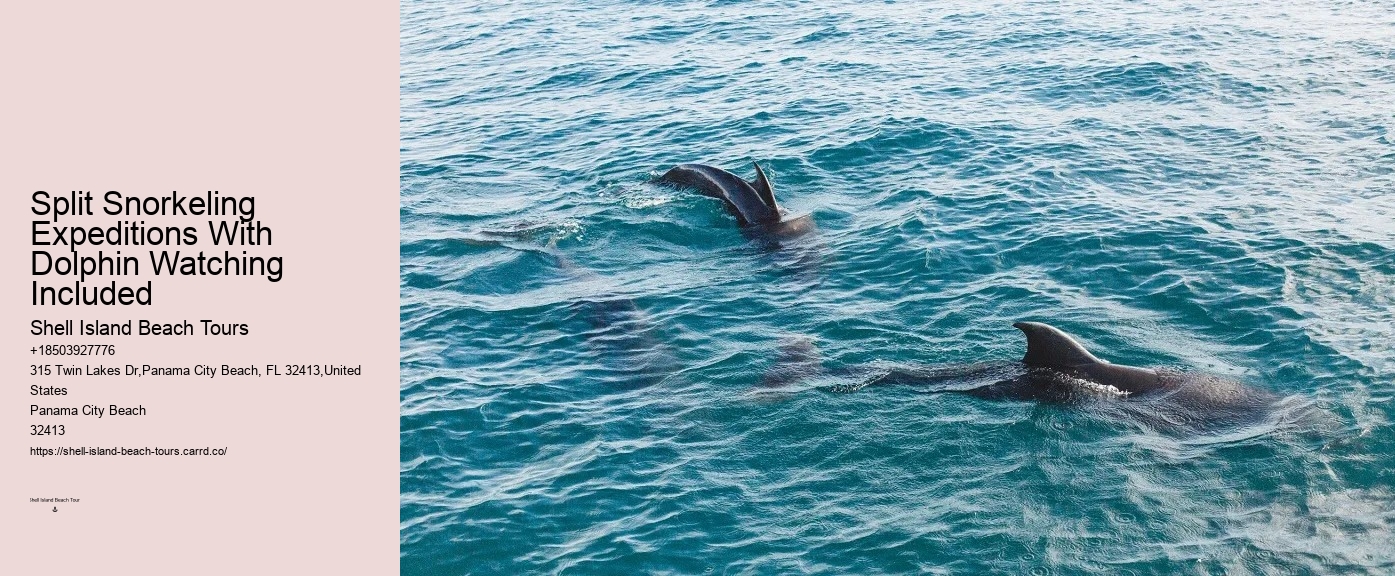 Shell Island Trips & Dolphin Tours