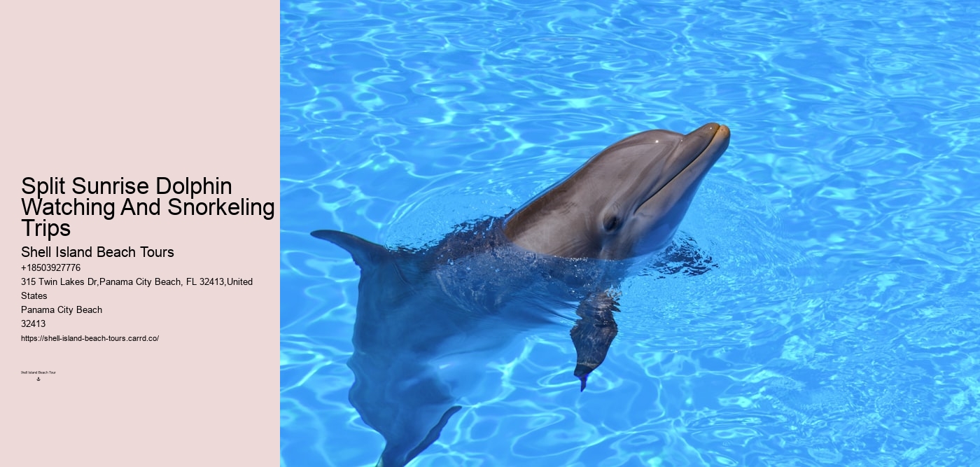 Split Sunrise Dolphin Watching And Snorkeling Trips