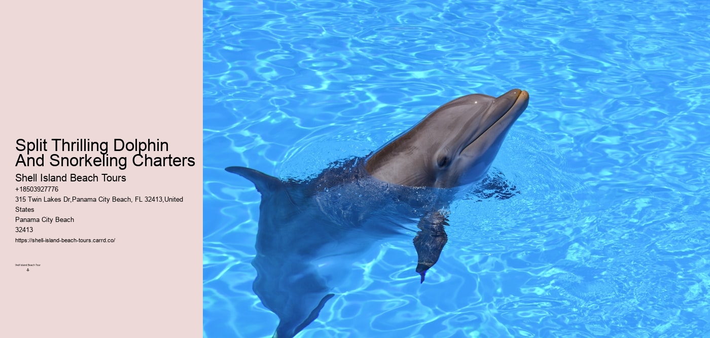 Split Thrilling Dolphin And Snorkeling Charters