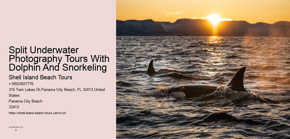 Why Do You Wear A Wetsuit When Swimming With Dolphins