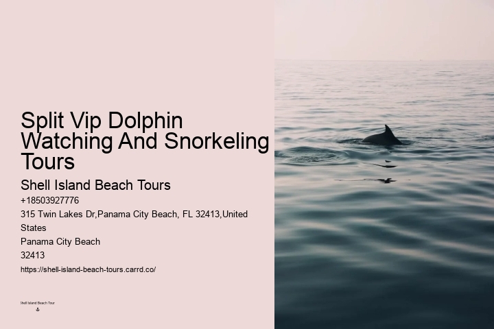 Paradise Dolphin Tours