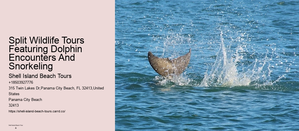 Individual Dolphin Swim and Snorkeling Tours