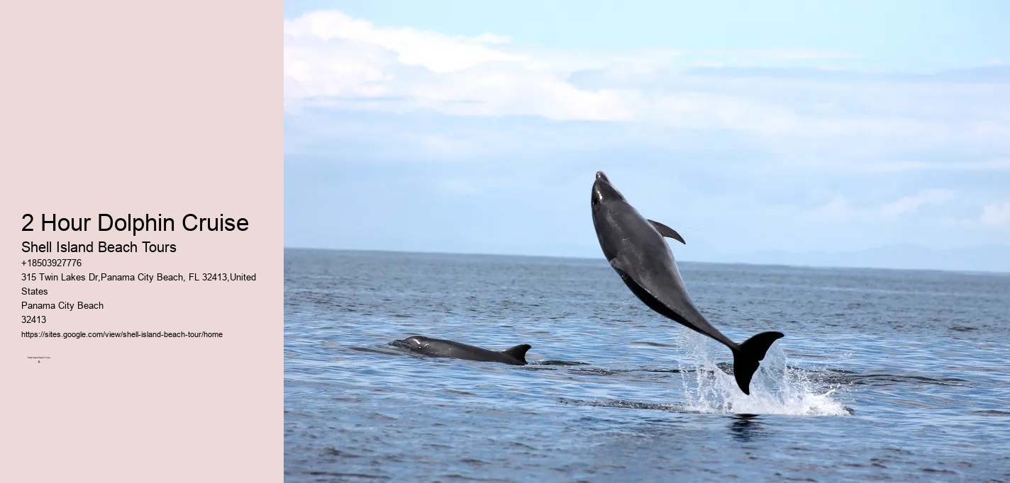 Dolphin Tours And Travels